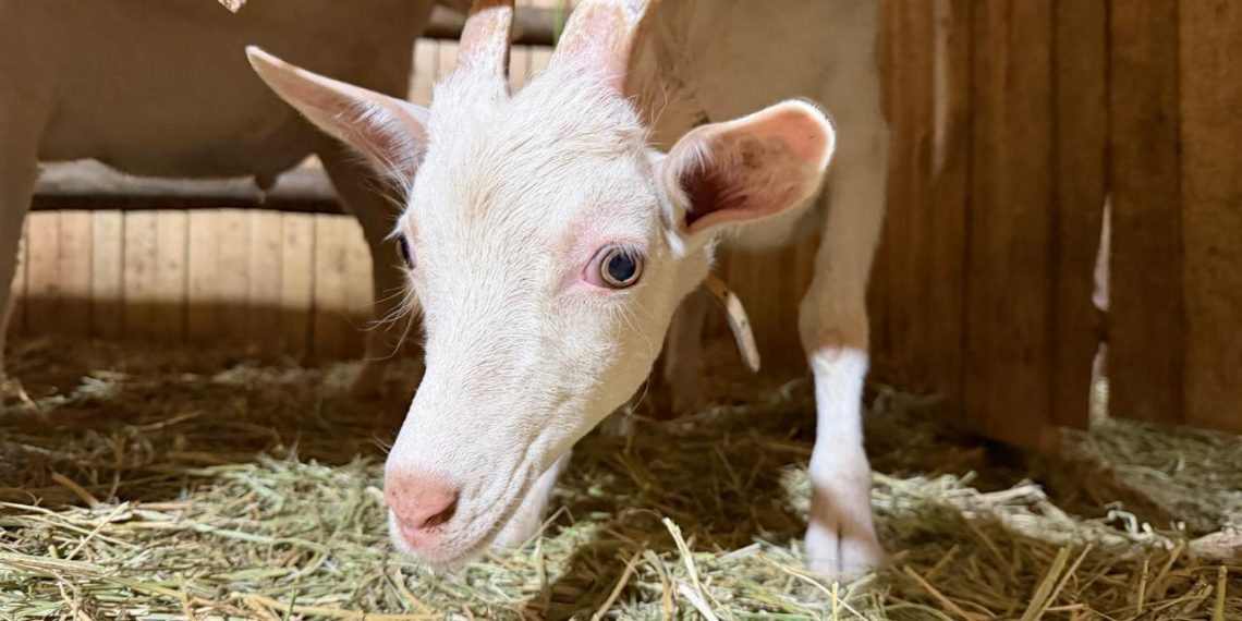 Espejos del campo chileno: Visiones, costumbres y el valor de la vida animal en la cultura rural