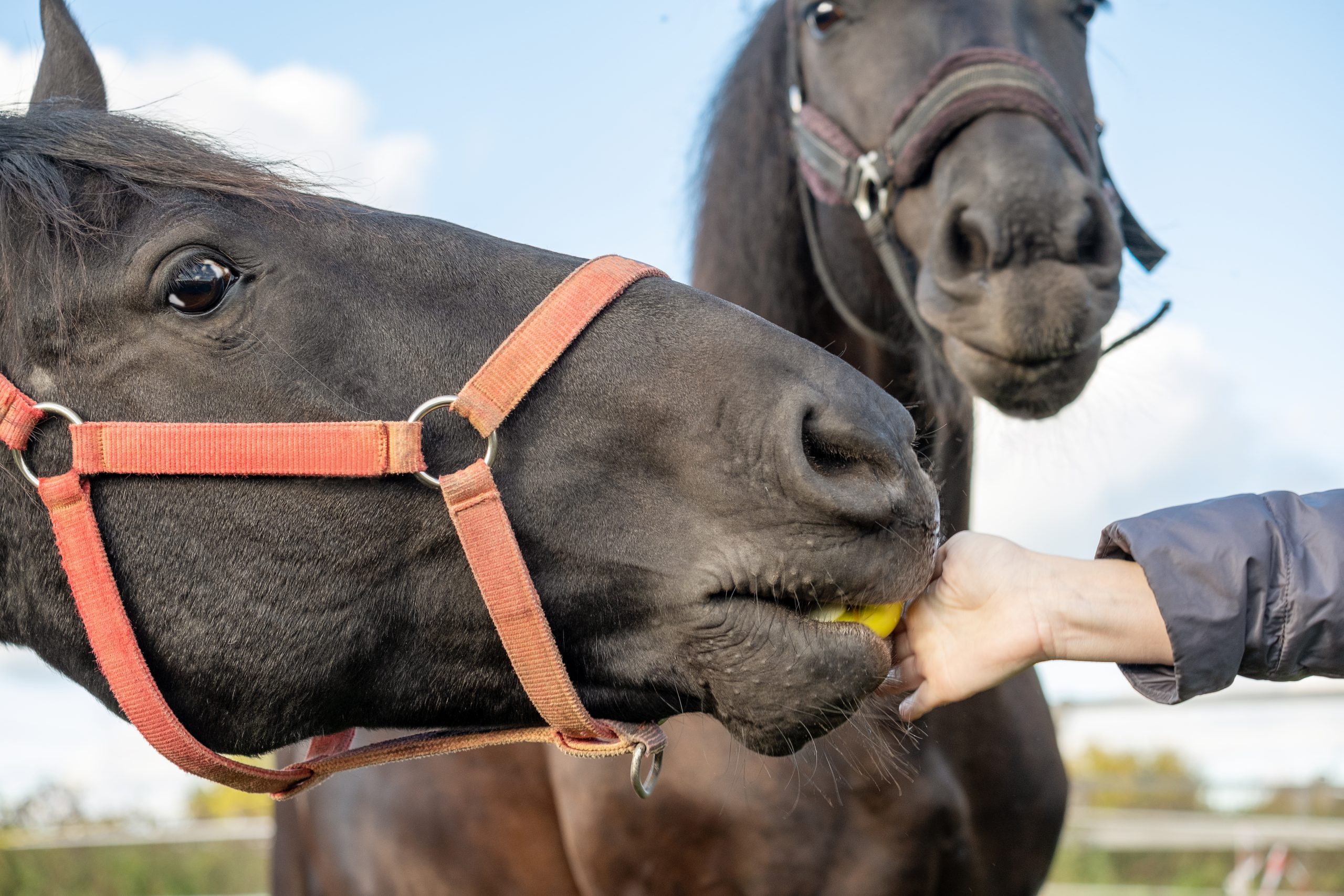 Primer plano de un caballo escuela comiendo una fruta fresca de manos de un cuidador en el Fundo Talanquén, Colina, durante junio de 2024.