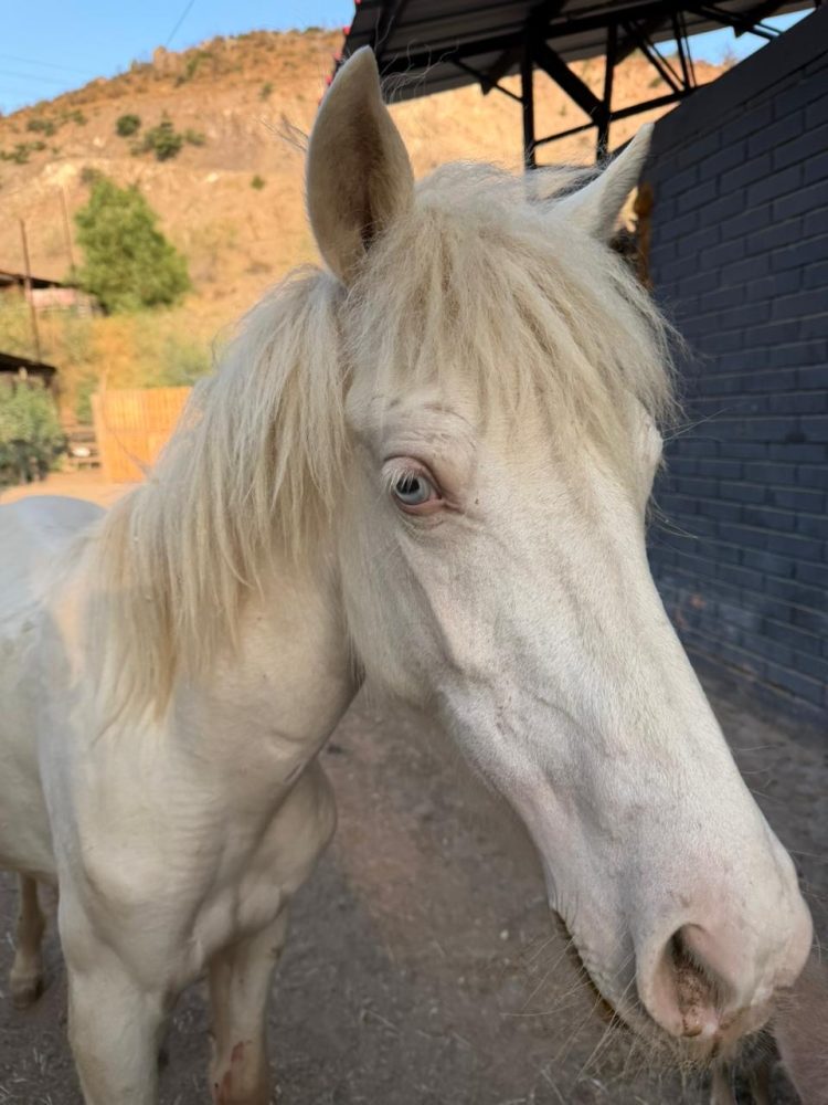 bienestar animal