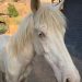 bienestar animal