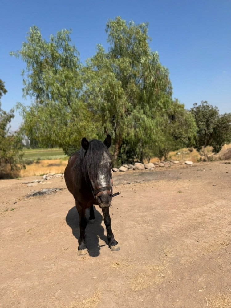 bienestar animal