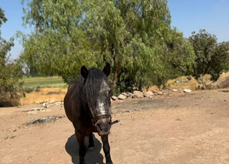 bienestar animal
