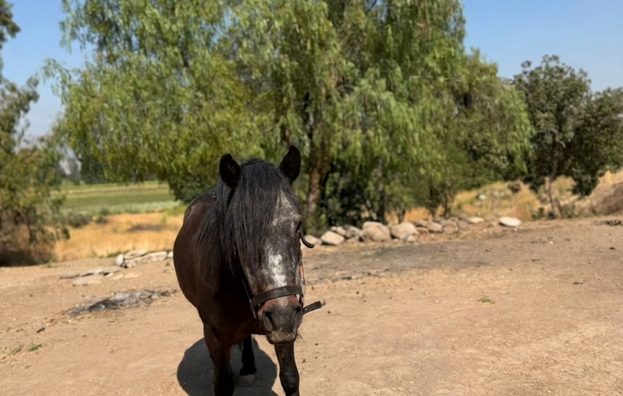 bienestar animal