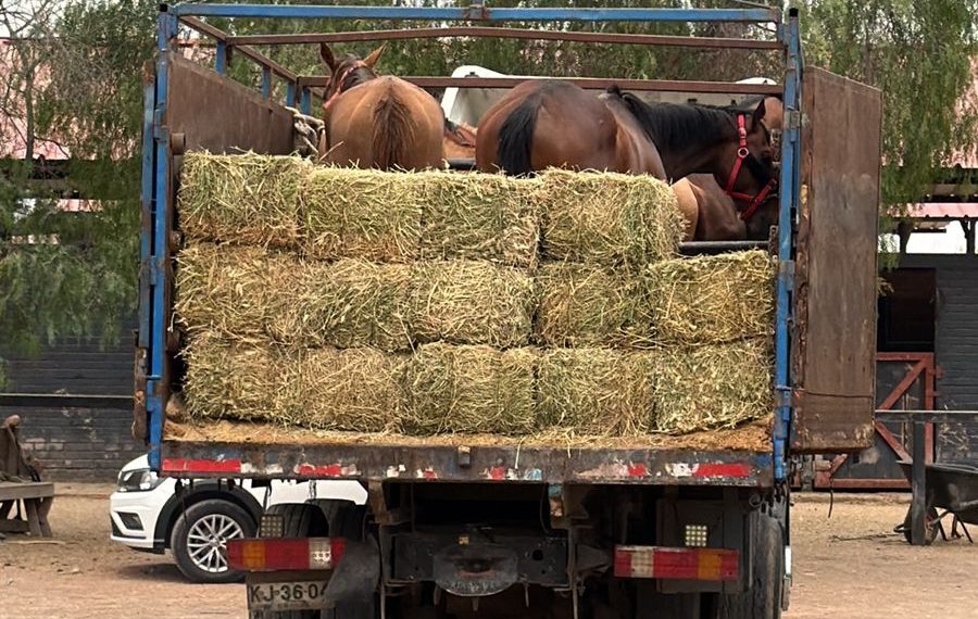 caballos chile