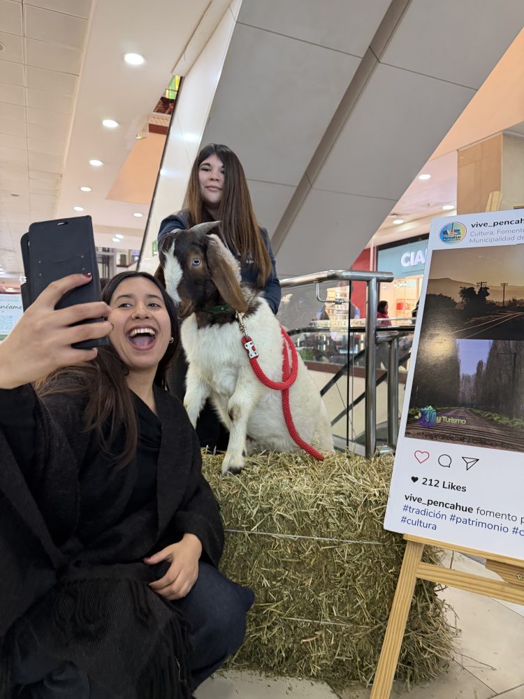Una mujer sonríe y se toma una selfie junto al chivo Thor de Fundación Equicentro, el cual está posado sobre un fardo de paja en el Mall Portal Centro de Talca durante una feria regional.
