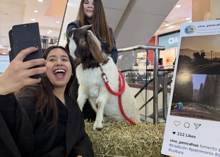 Una mujer sonríe y se toma una selfie junto al chivo Thor de Fundación Equicentro, el cual está posado sobre un fardo de paja en el Mall Portal Centro de Talca durante una feria regional.